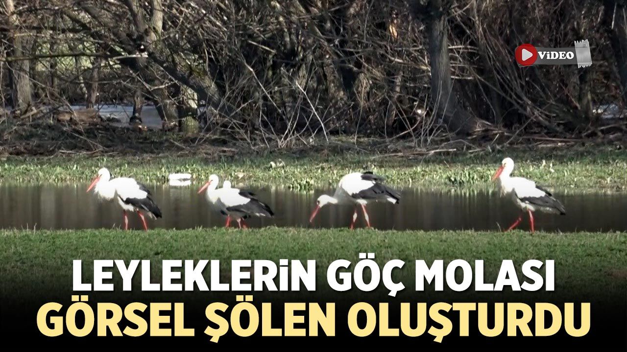 Çankırı’da Leyleklerin Göç Molası Görsel Şölen Oluşturdu