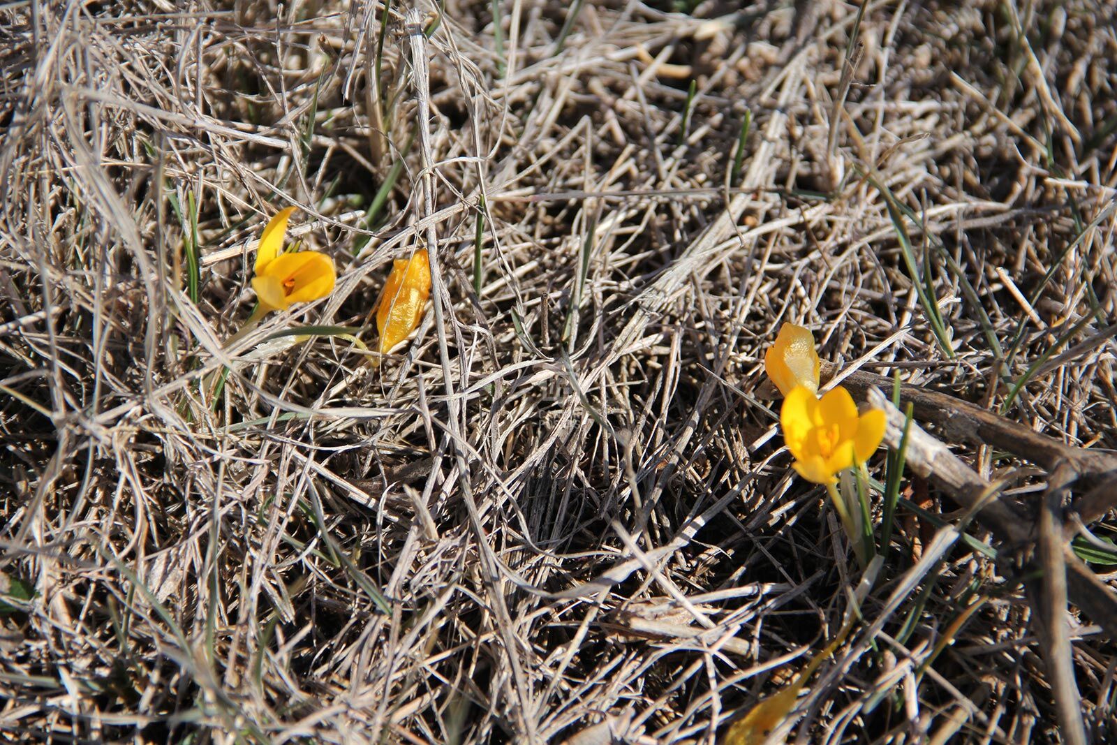 Dumanli Dagi Cigdemler 1