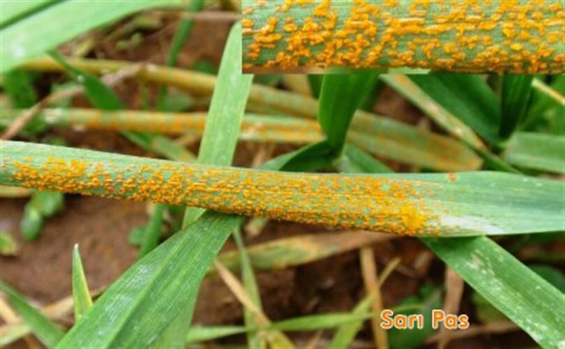 683610527 1386115686868011 5451035023794132800 N