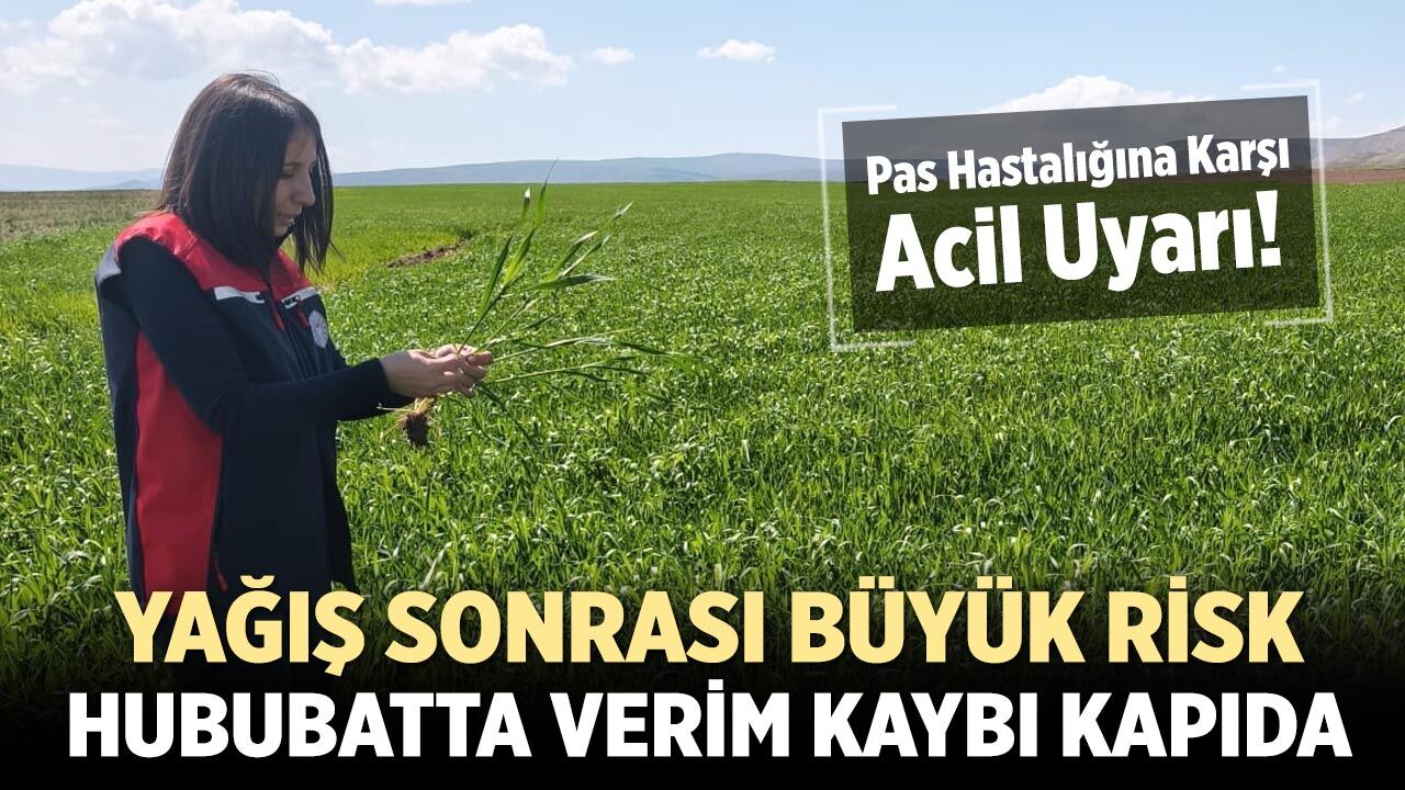 Çankırı’da Hububat Üreticilerine Pas Hastalığı Uyarısı
