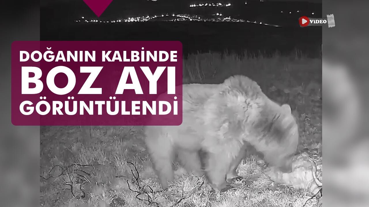 Çankırı’da Doğanın Kalbinde Boz Ayı görüntülendi