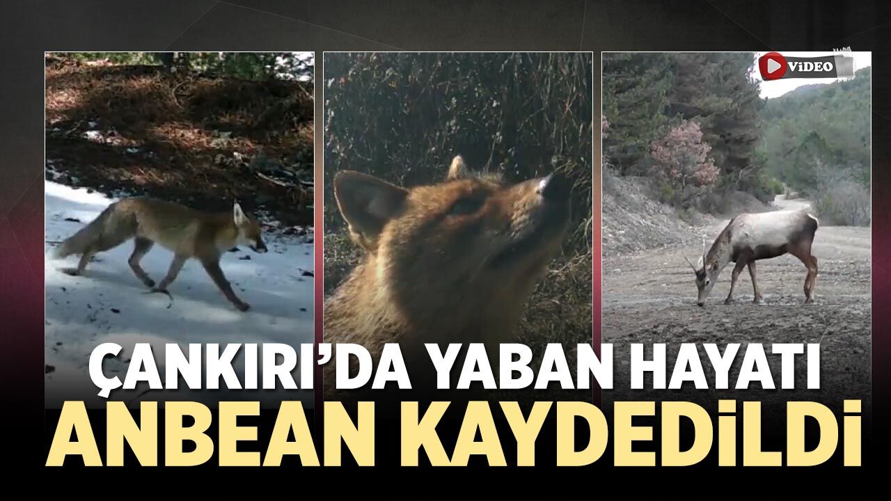 Çankırı’da yaban hayatı anbean kaydedildi