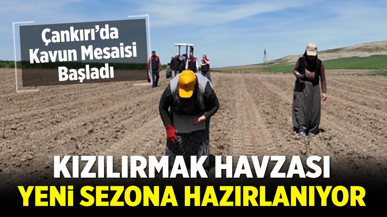 Çankırı’da Kavun Mesaisi Başladı: Kızılırmak Havzasında Ekim Hız Kazandı