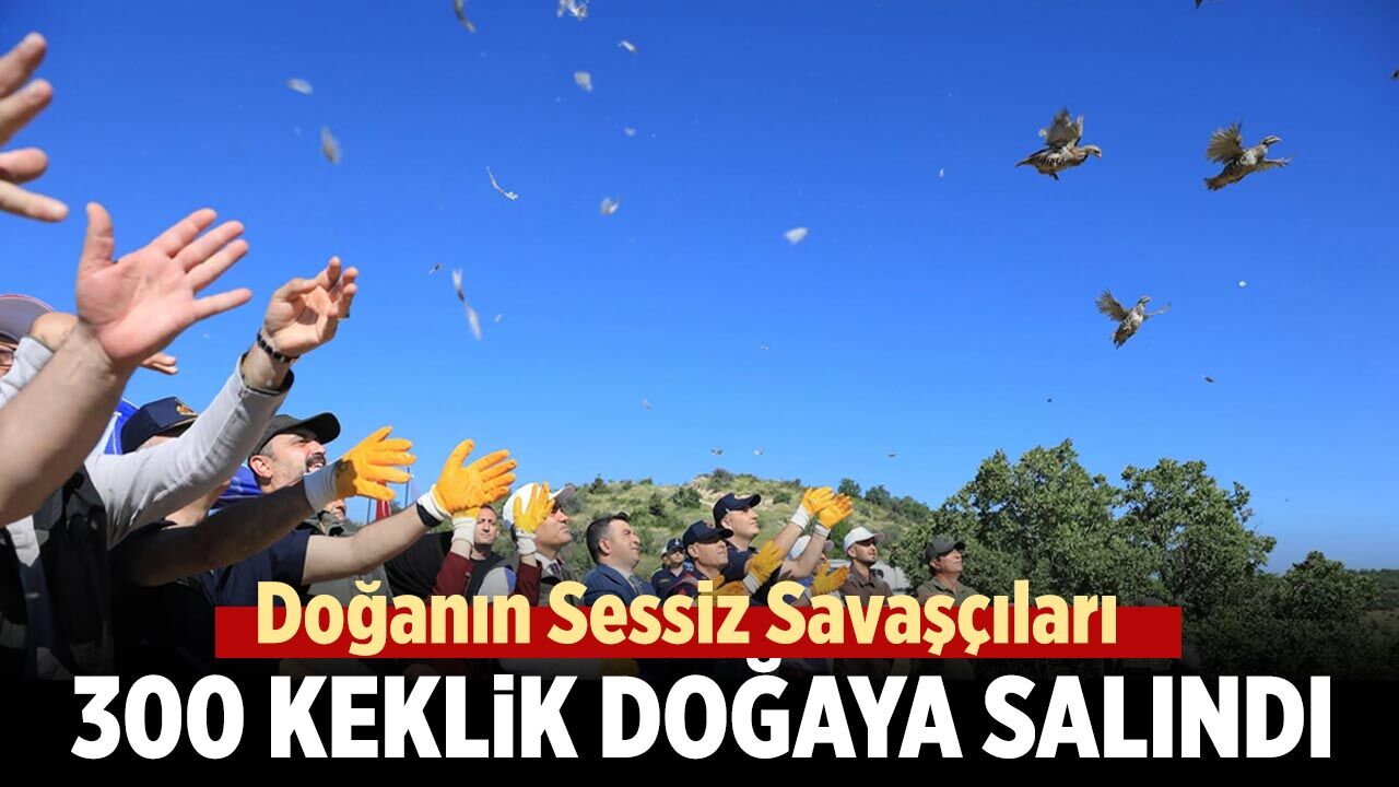 Çankırı’da 300 keklik doğaya bırakıldı