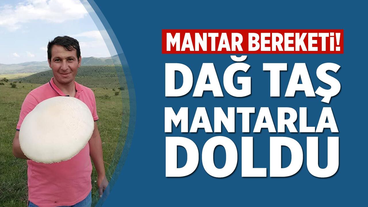 Çankırı'da mantar bereketi! Dağ taş mantarla doldu