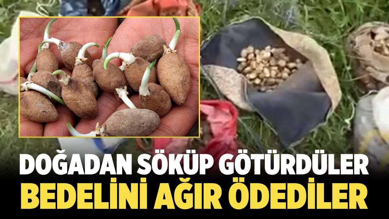 Doğadan söküp götürdüler: Bedelini ağır ödediler
