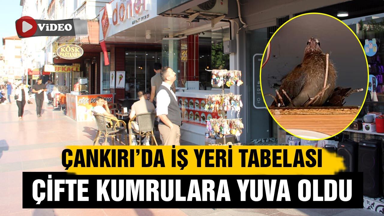 Çankırı’da çifte kumrular iş yerinin tabelasına yuva yaptı