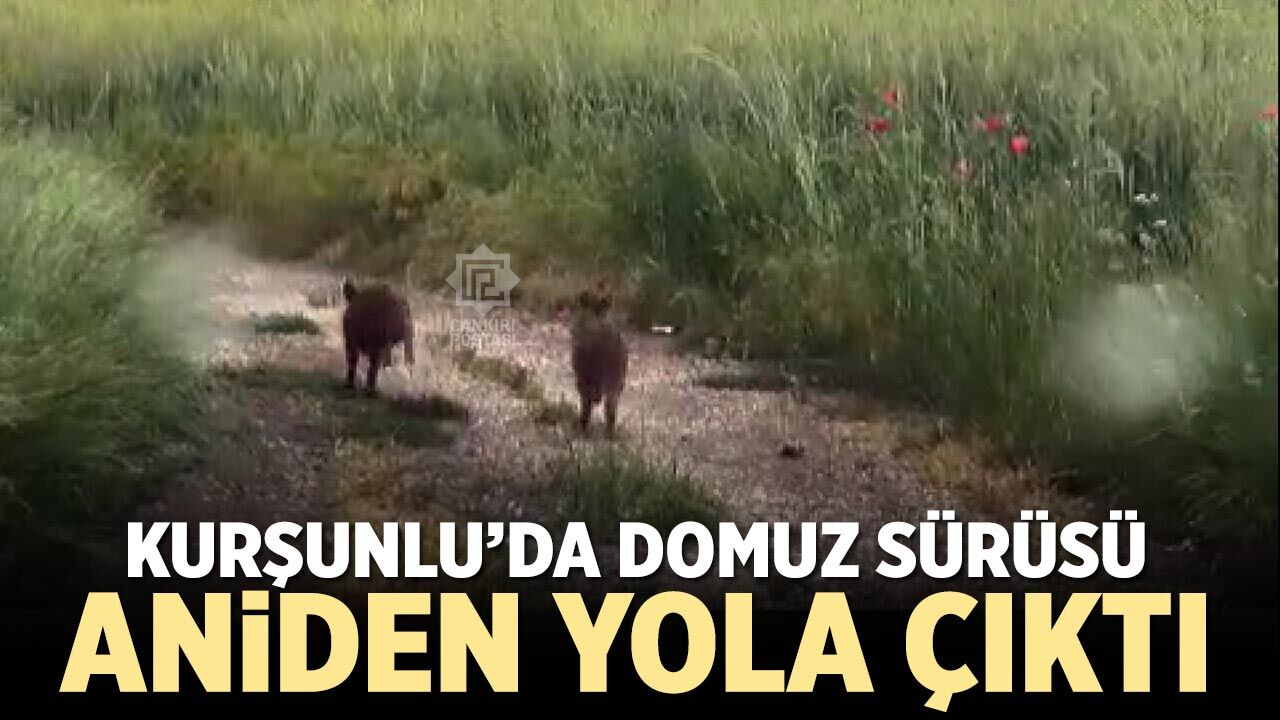 Kurşunlu’da domuz sürüsü aniden yola çıktı
