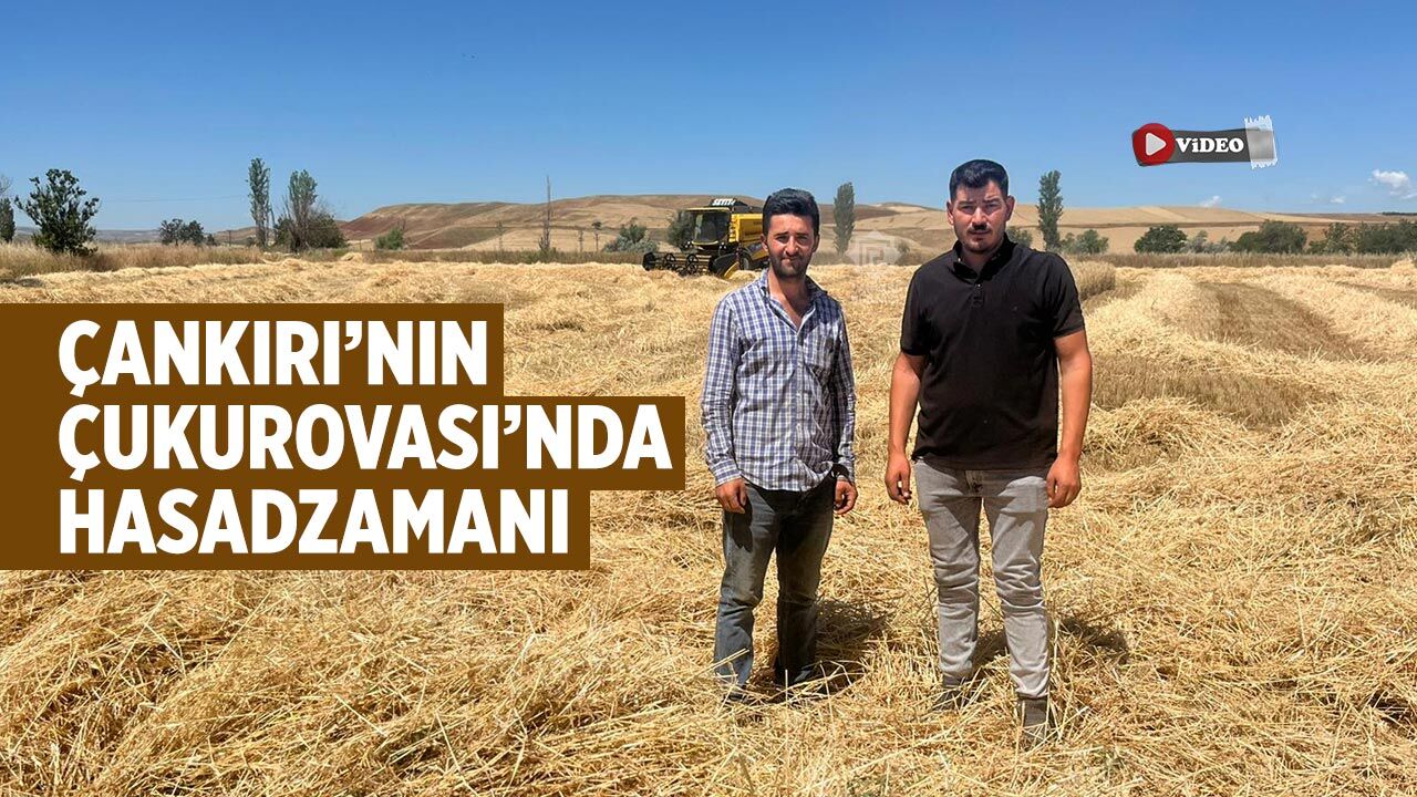 Çankırı’nın Çukurovası’nda arpa hasadı başladı