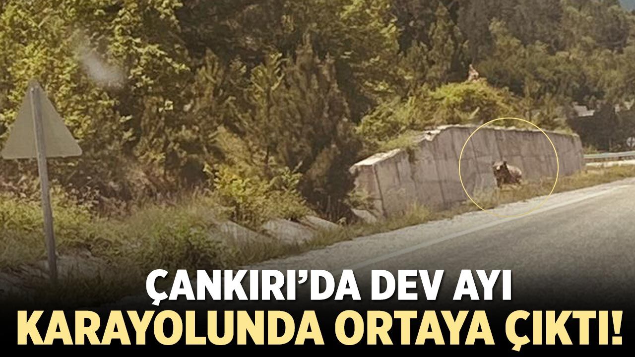 Çankırı’da Dev Ayı Karayolunda Ortaya Çıktı!