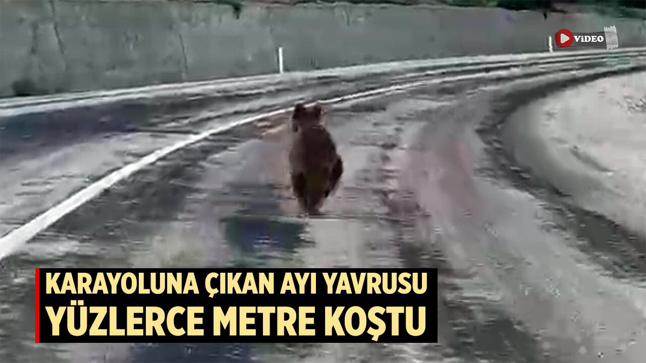 Çankırı’da karayoluna çıkan ayı yavrusu yüzlerce metre koştu