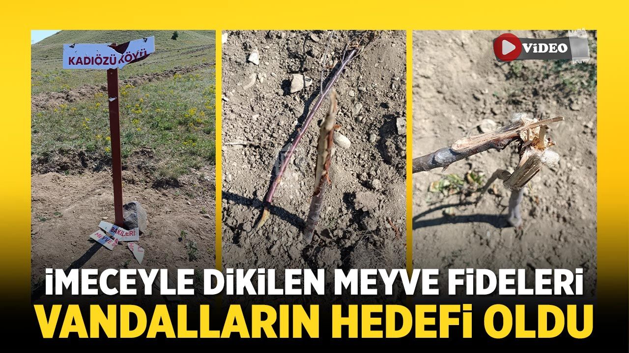 Çerkeş'te imeceyle dikilen meyve fideleri vandalların hedefi oldu