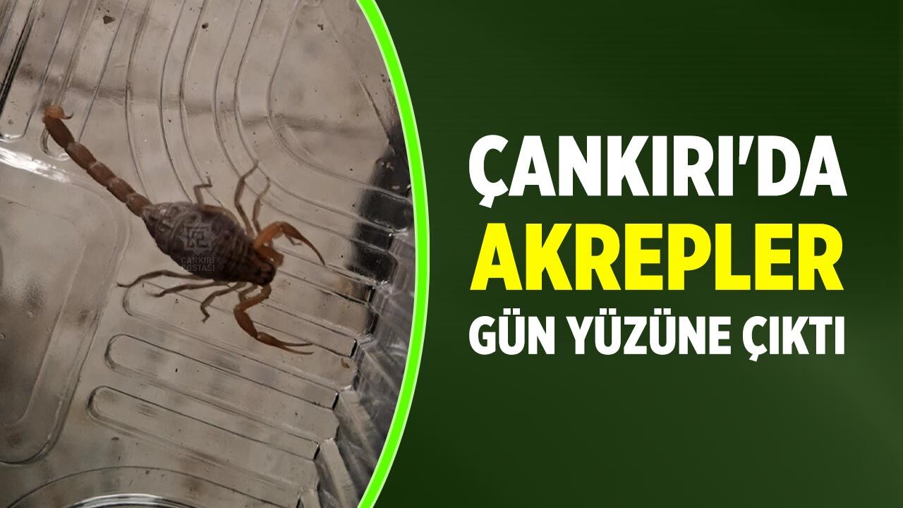 Çankırı'da akrepler gün yüzüne çıktı