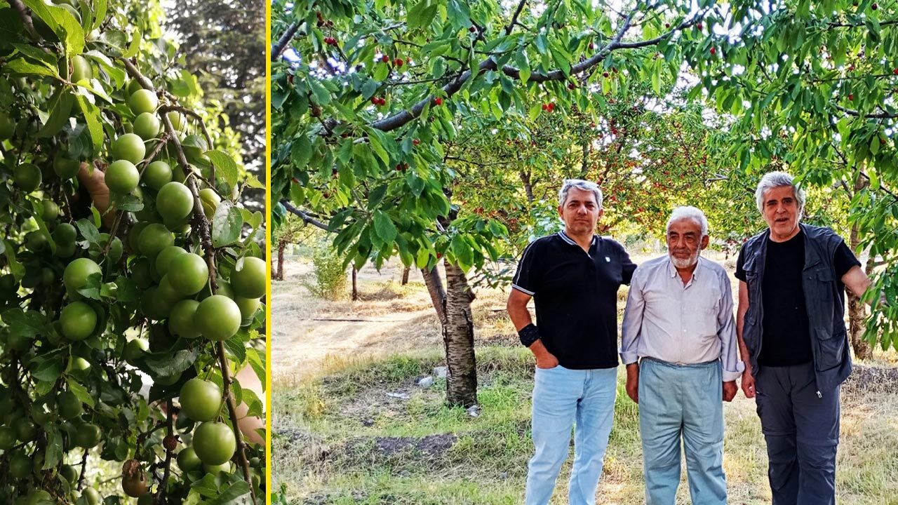 Çankırı'nın bahçelerinde dallar meyveye durdu