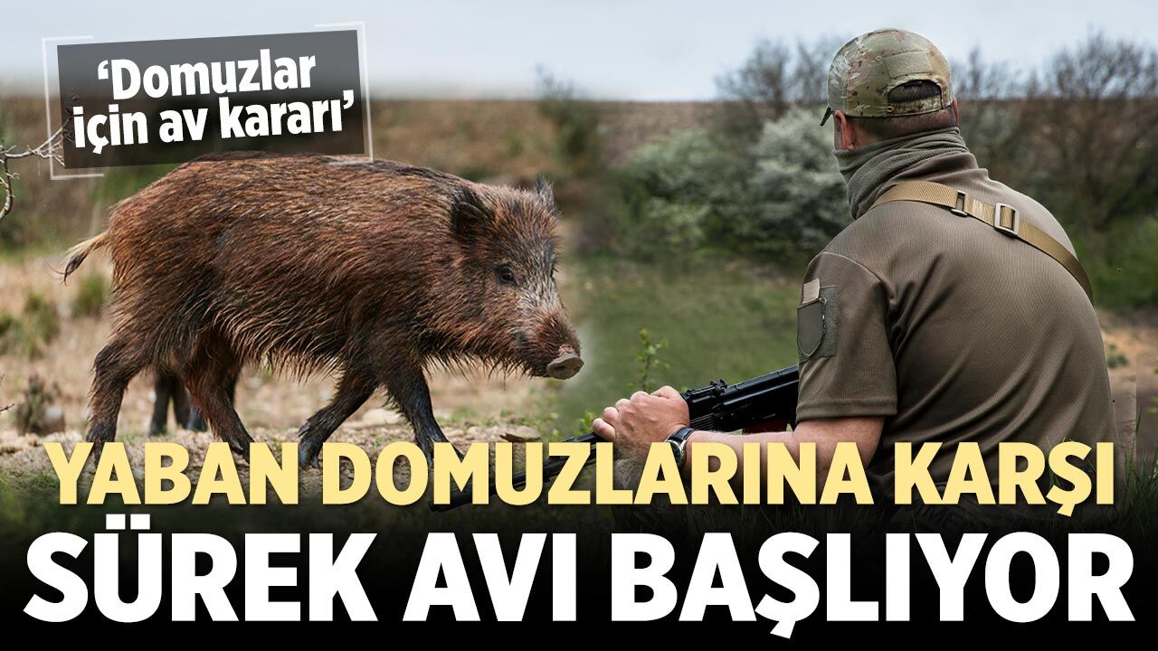 Çankırı’da yaban domuzlarına karşı sürek avı başlıyor