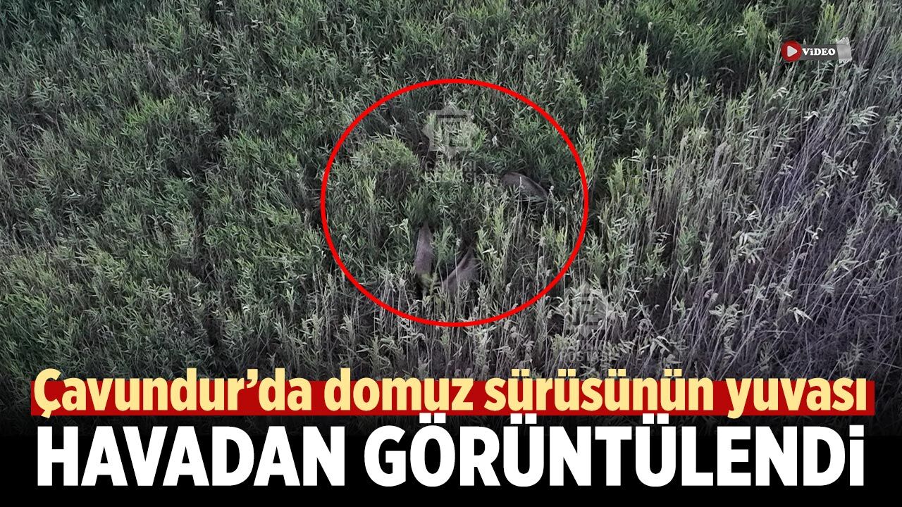 Çavundur’da domuzların gizli yaşam alanı görüntülendi