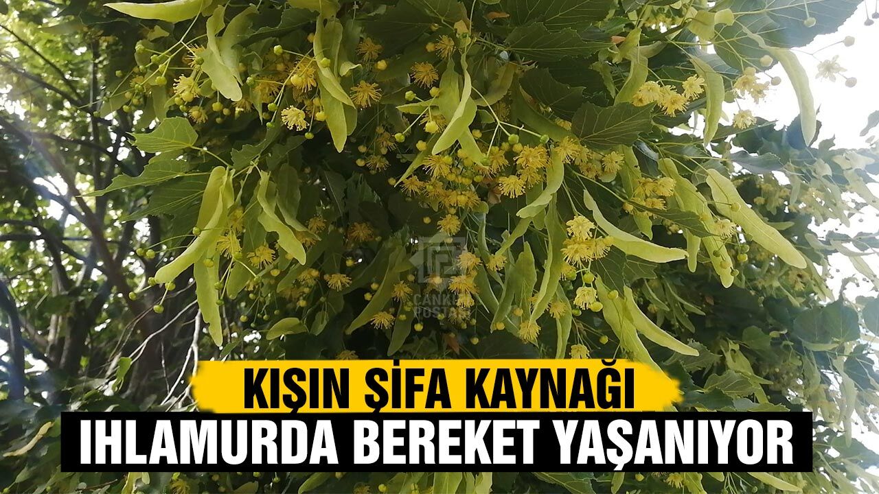Çankırı’da kışın şifa kaynağı ıhlamurda bereket yaşanıyor