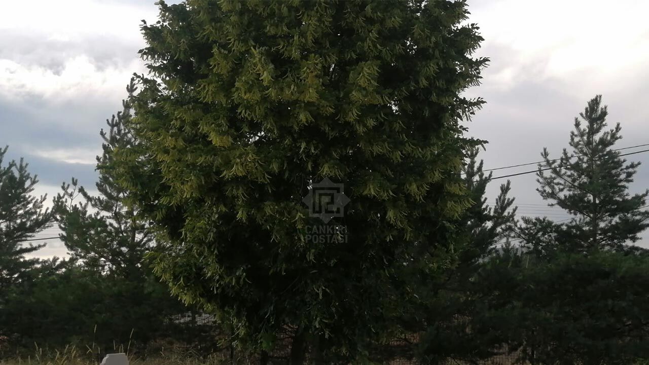 Ihlamurda Bereket Yasaniyor