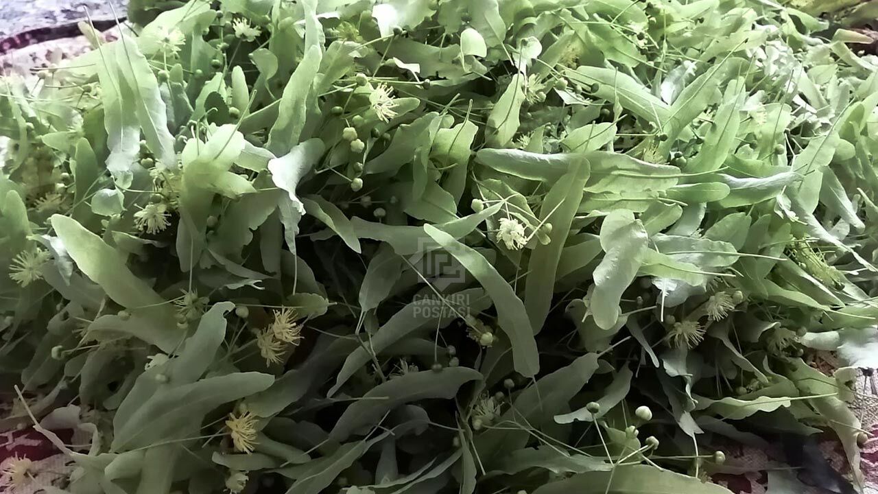 Ihlamurda Bereket Yasaniyor2