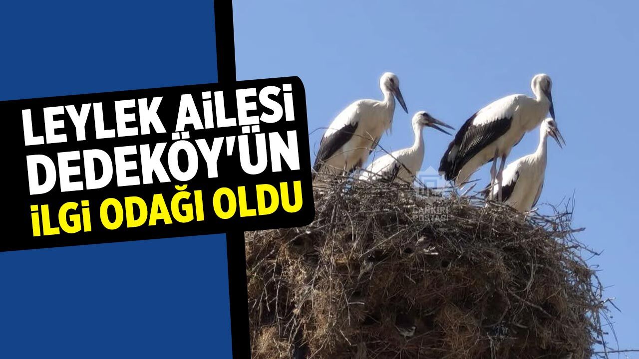 Leylek ailesi Dedeköy'ün ilgi odağı oldu