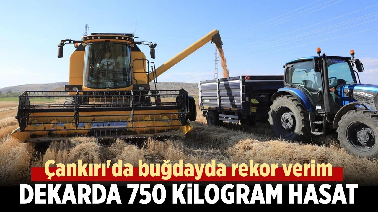 Çankırı'da buğdayda rekor verim! Dekarda 750 kilogram hasat