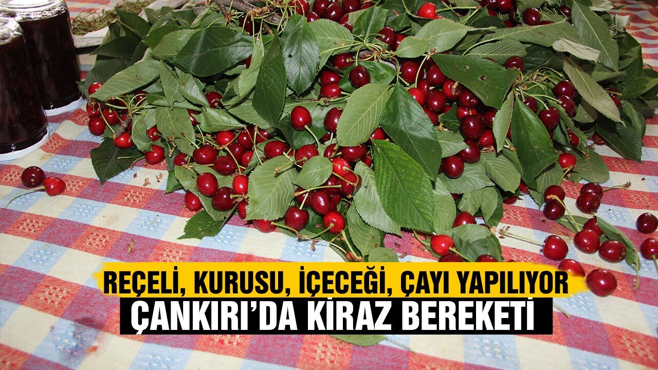 Çankırı’da kiraz ağaçlarında bu yıl büyük verim yaşanıyor
