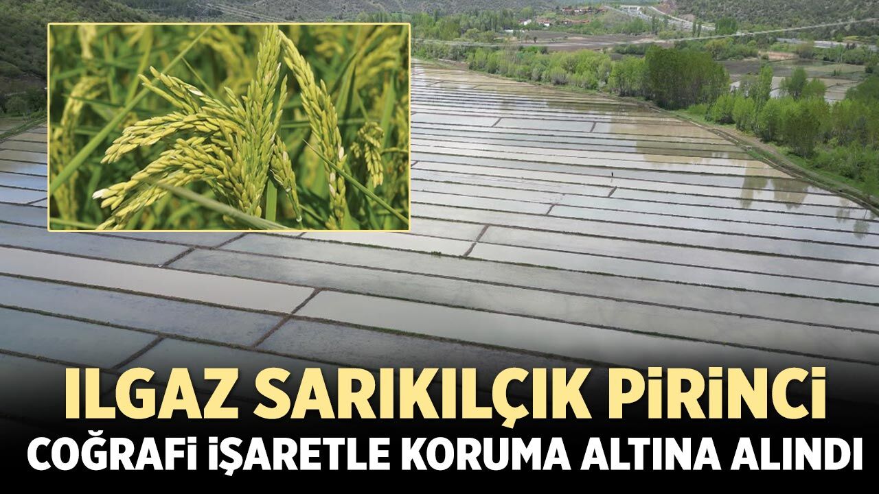 Ilgaz Sarıkılçık pirinci coğrafi işaretle koruma altına alındı