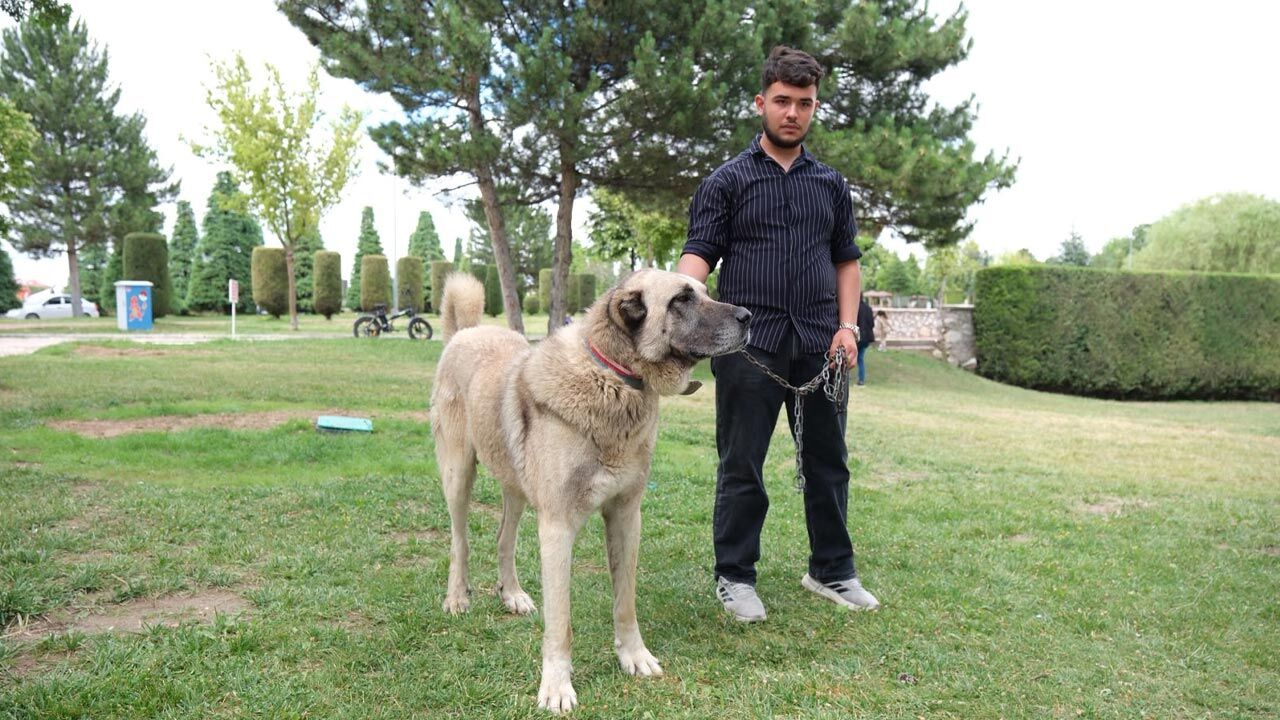 Çorum’da Türk çoban köpekleri görücüye çıktı