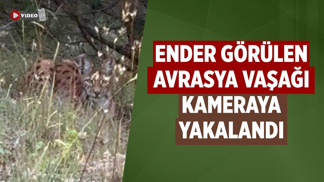 Çankırı'da ender görülen Avrasya vaşağı kameraya yakalandı