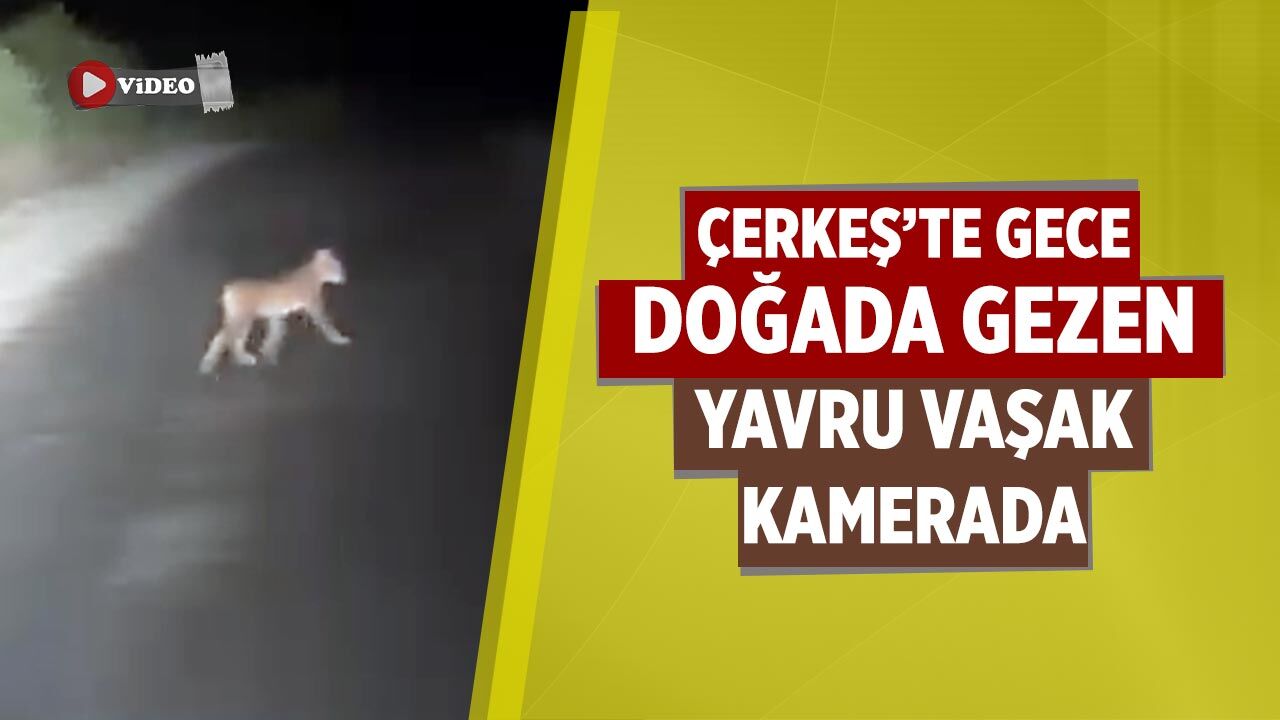 Çerkeş’te gece doğada gezen yavru vaşak kamerada