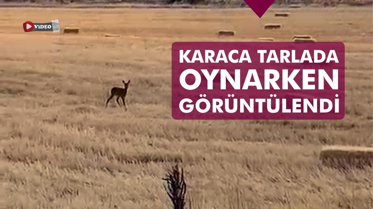 Çankırı’da karaca tarlada oynarken görüntülendi