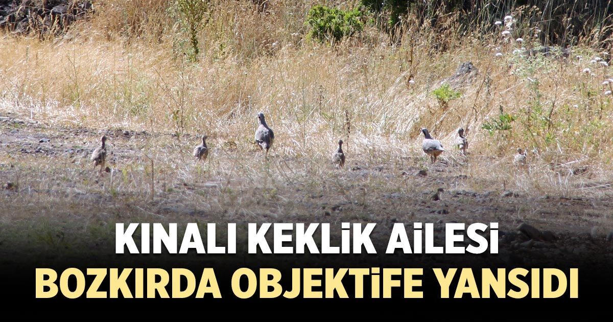 Kınalı keklik ailesi bozkırda objektife yansıdı