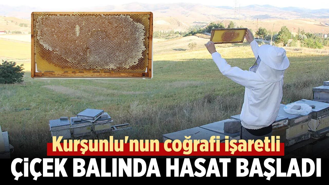 Kurşunlu'nun coğrafi işaretli çiçek balında hasat başladı