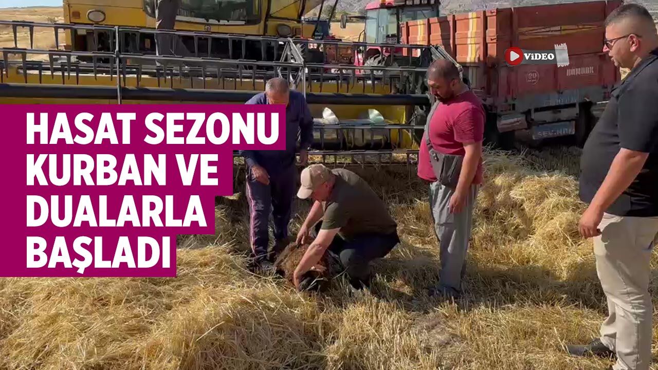 Kurşunlu'da hasat sezonu kurban ve dualarla başladı