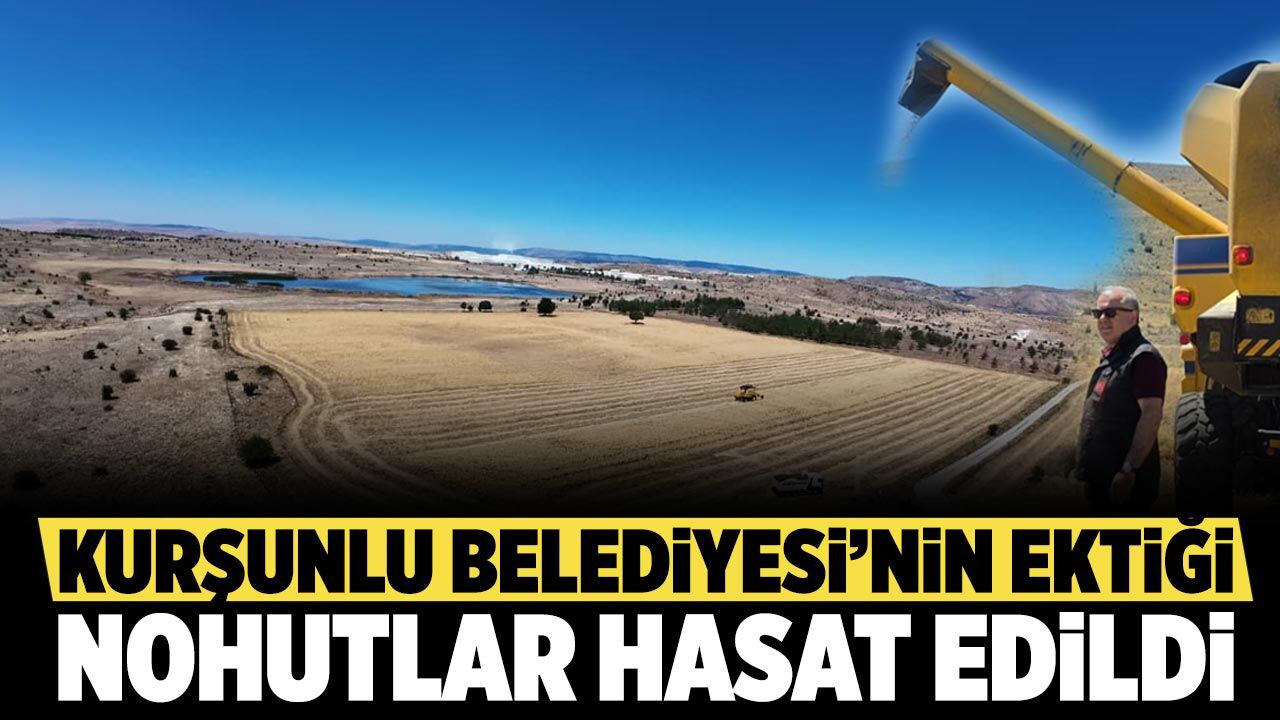Kurşunlu Belediyesi’nin ektiği nohutlar hasat edildi