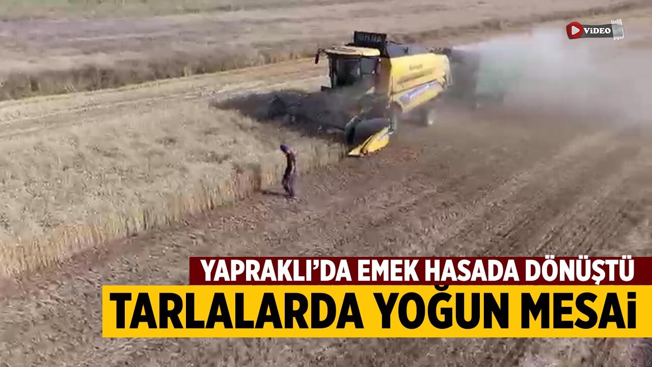 Yapraklı’da buğday hasadı sürüyor
