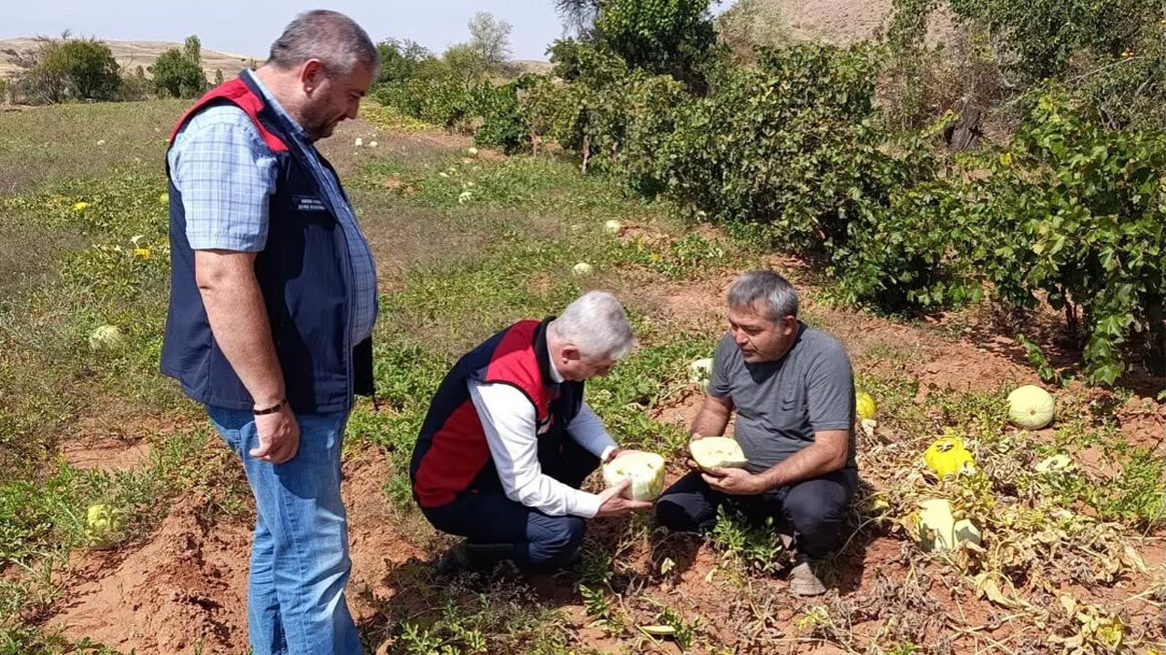 Kızılırmak’ta tarlalar incelendi, üretimin nabzı tutuldu