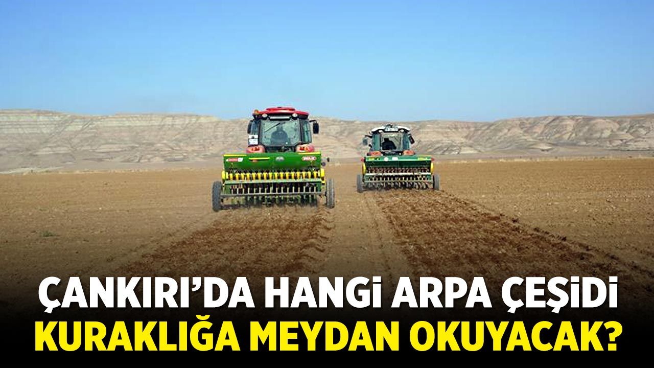 Çankırı’da hangi arpa çeşidi kuraklığa meydan okuyacak?