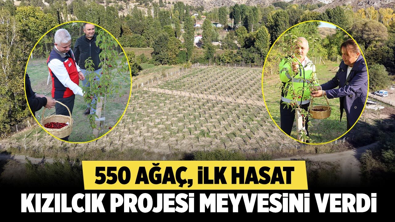 550 ağaç ilk meyvesini verdi: Çankırı’da kızılcık hasadı başladı
