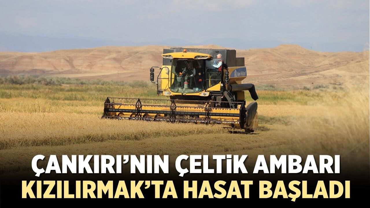 Çankırı’nın çeltik ambarı Kızılırmak’ta hasat başladı
