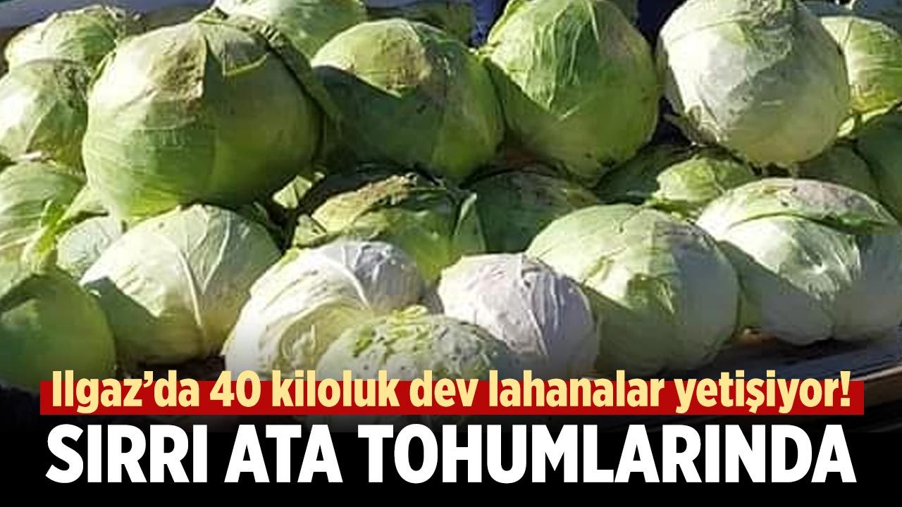 Ilgaz’da 40 kiloluk dev lahanalar görenleri şaşırtıyor