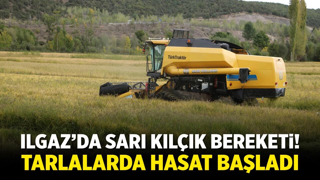 Ilgaz’da Sarı Kılçık zamanı! Tarlalar hasatla hareketlendi
