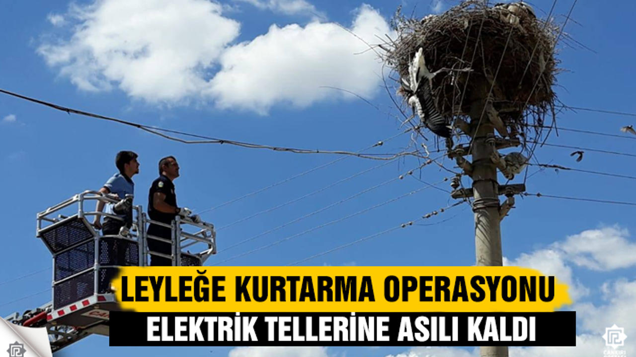 Elektrik teline aslı kalan leyleğe kurtarma operasyon