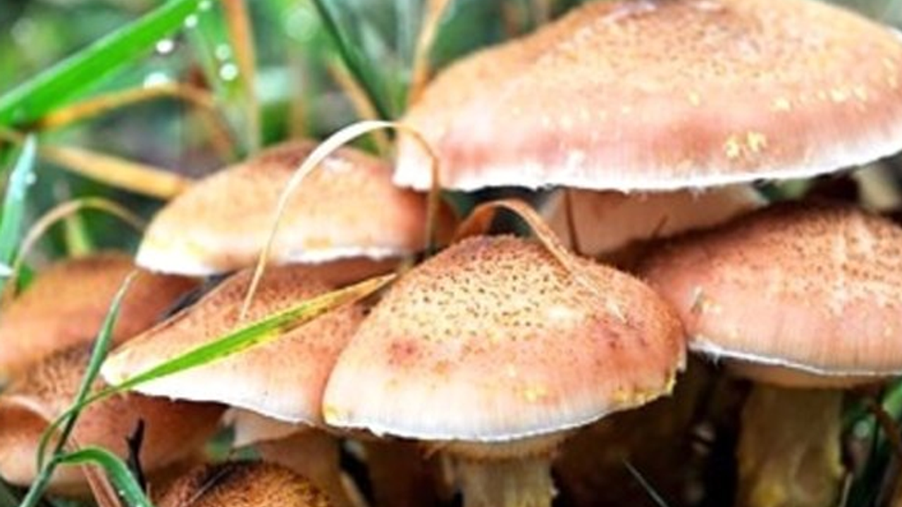 Çankırı’da mantar zehirlemesinden 1 kişi öldü!
