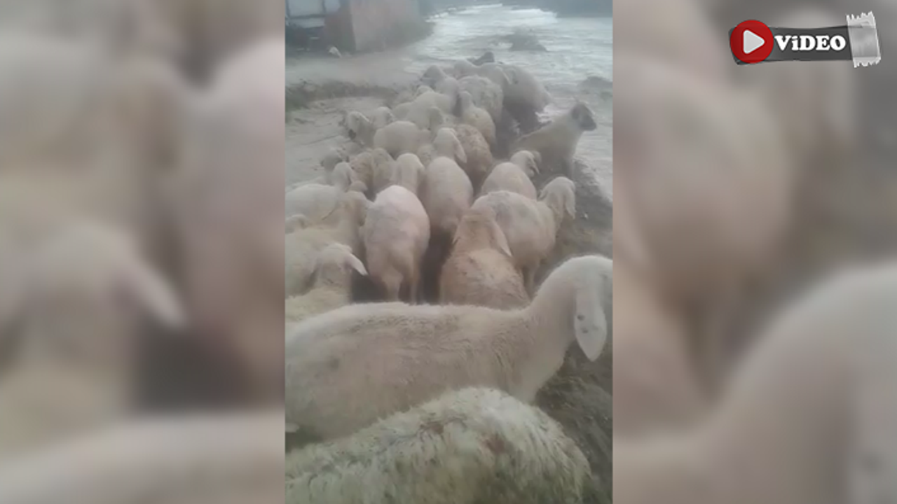 Çankırı’da koyun sürüsü selde mahsur kaldı!
