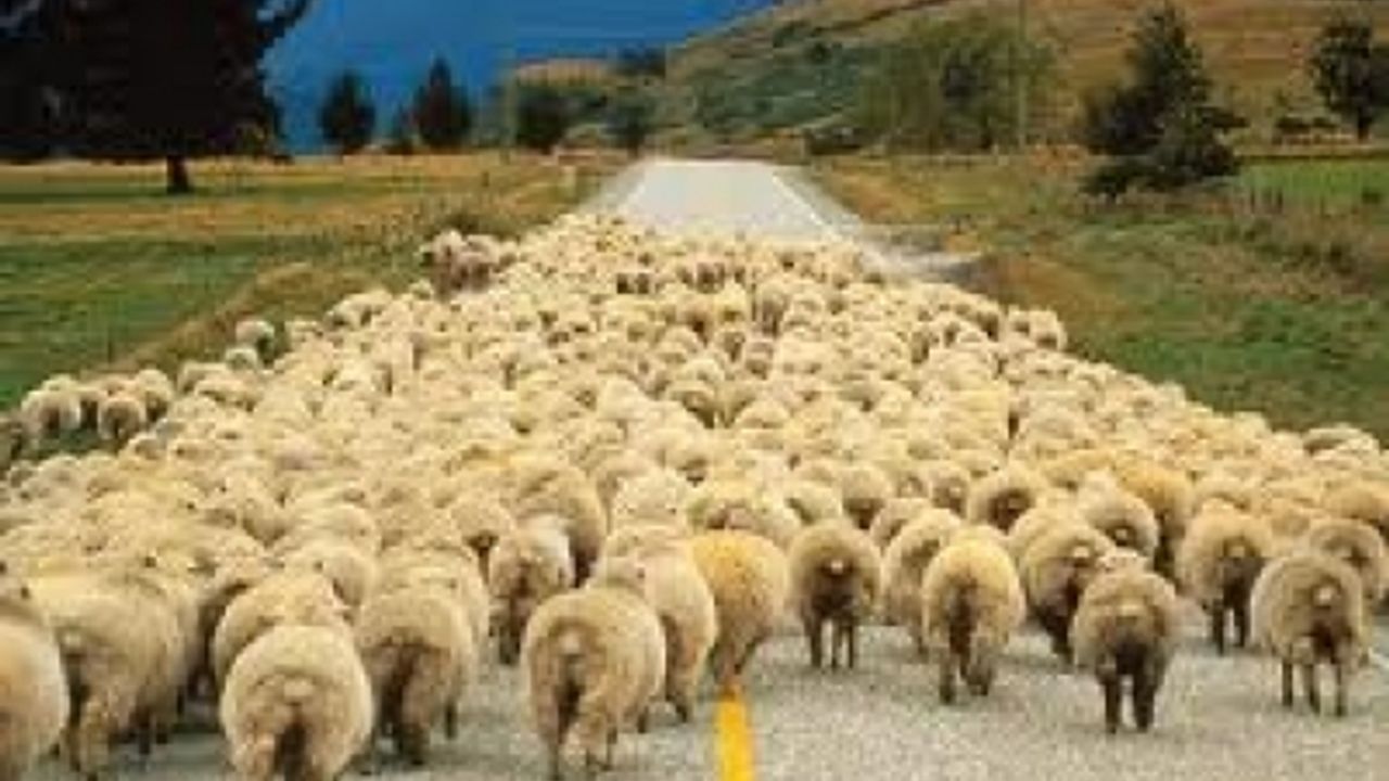 Kurbanlık taşıyor süsü verilen TIR'dan bakın ne çıktı?