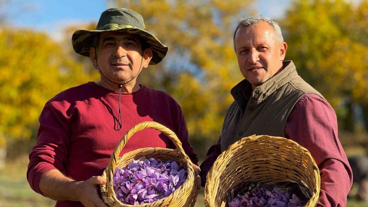 AB tescilli safranın hasadı sürüyor