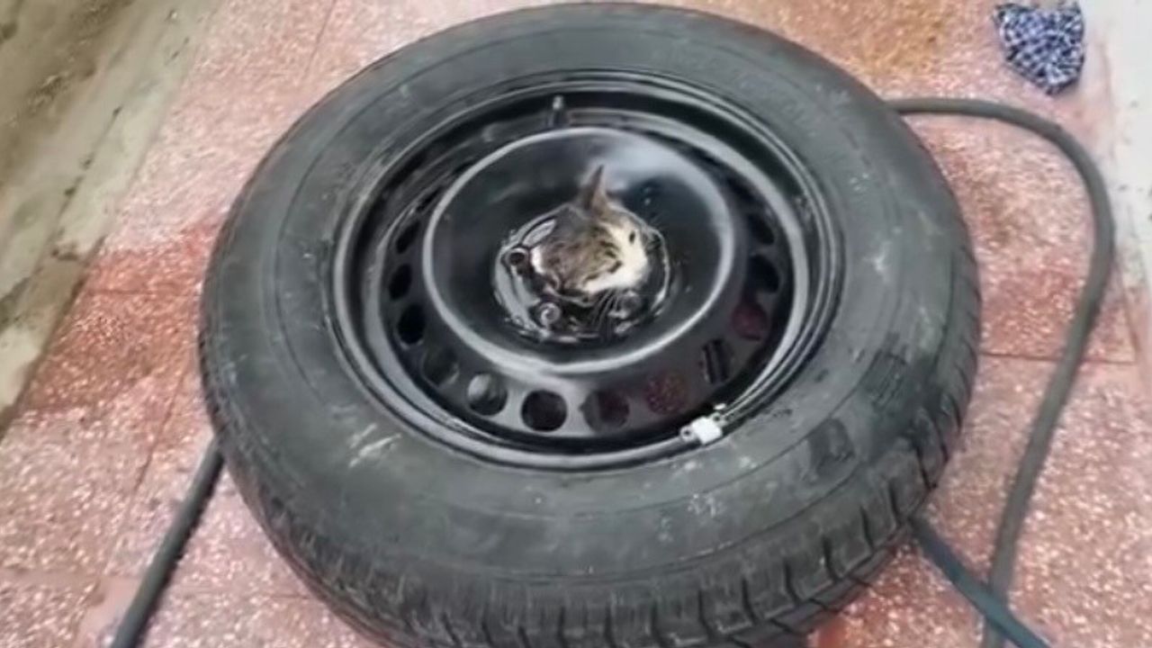 Çankırı'da stepneye sıkışan yavru kediyi itfaiye kurtardı