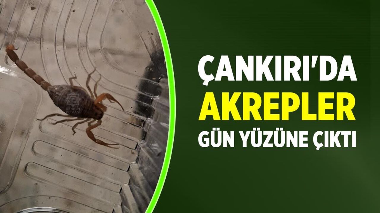 Çankırı'da akrepler gün yüzüne çıktı