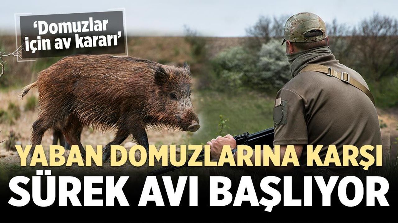 Çankırı’da yaban domuzlarına karşı sürek avı başlıyor
